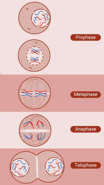Schematische Darstellung der Mitose: Prophase, Metaphase, Anaphase, Telophase mit Chromosomen und Zellteilung